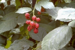 Rubus inermis