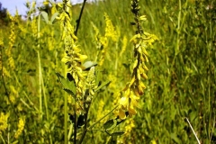 Melilotus officinalis