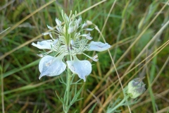 Nigella arvensis