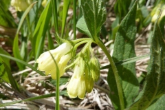 Symphytum tuberosum