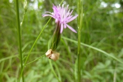 Crupina vulgaris