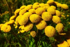 Tanacetum vulgare