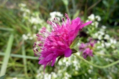 Knautia macedonica