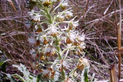 Reseda inodora