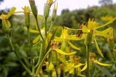 Senecio nemorensis