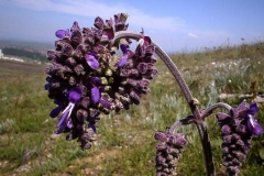 Salvia nutans