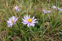 Aster alpinum