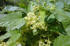 Humulus lupulus