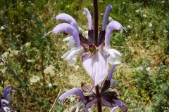 Salvia sclarea