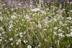 Capsella bursa-pastoris