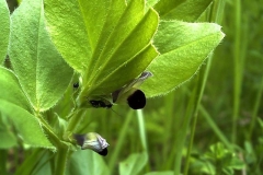 Vicia narbonensis