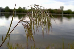 Bromus tectorum