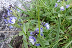 Veronica serpyllifolia