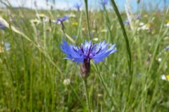 Centaurea cyanus