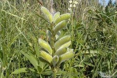 Lupinus albus