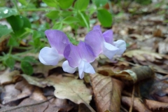 Lathyrus laxiflorus