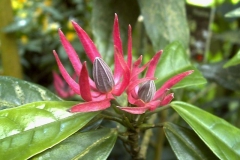 Pavonia multiflora