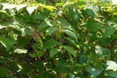 Reinoutria japonica