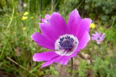 Anemone pavonina