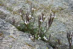 Cardamine resedifolia