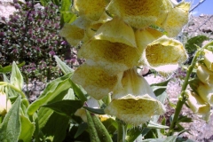 Digitalis grandiflora