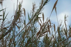 Phragmites australis