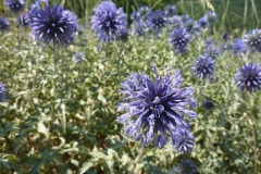 Echinops sphaerocephalus