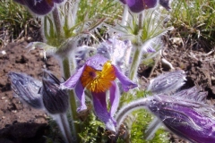 Pulsatilla grandis