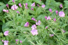 Epilobium hirsutum