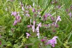 Lamium amplexicaule