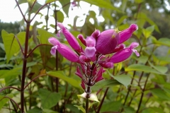 Salvia involucrata