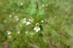 Euphrasia liburnica