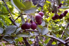 Aronia melanocarpa