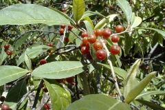 Elaeagnus umbellata