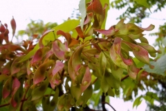 Ailanthus altissima