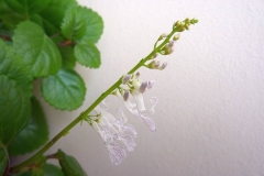 Plectranthus nummularius