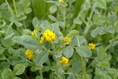 Medicago falcata