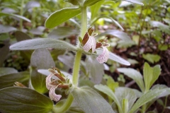 Ajuga laxmannii