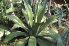 Agave salmiana