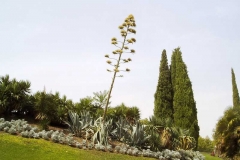 Agave sisalana