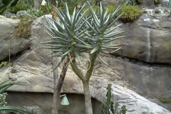 Aloe dichotoma