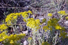 Alyssum stribrnyi