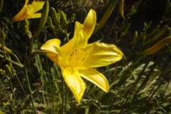 Hemerocallis lilioasphodelus