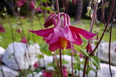 Aquilegia vulgaris