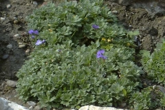 Aubrieta cultorum