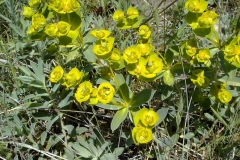 Euphorbia barrelieri