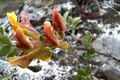 Chamaecytisus ciliatus