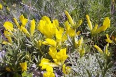 Chamaecytisus austriacus