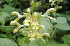 Salvia glutinosa