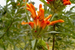 Leonotis leonurus